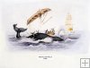 Greenland Whale, c1837