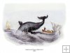 Greenland whale breaching, c.1837 Greenland whale breaching, c.1837