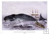Attacking the whale with hand harpoon. c.1852
