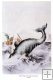 The whale in Melville Bay, c1820 The whale in Melville Bay, c1820
